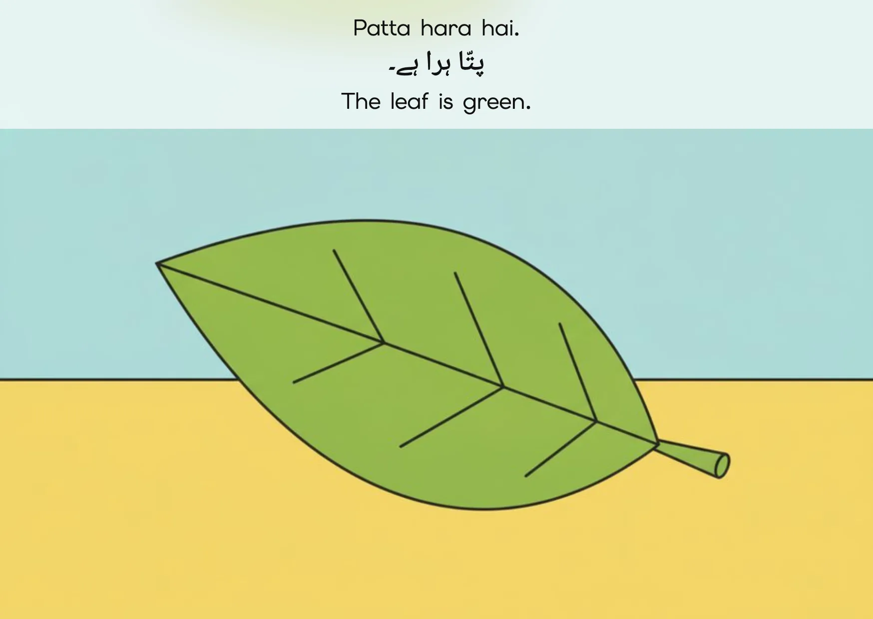 Flashcard: The leaf is green. (پتّا ہرا ہے۔)