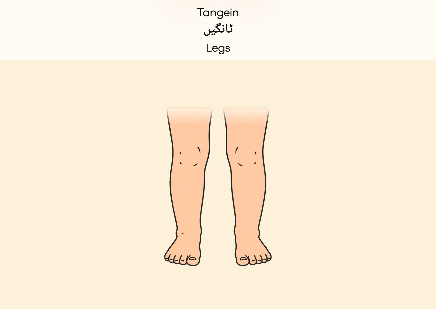 Flashcard: Legs (ٹانگیں)
