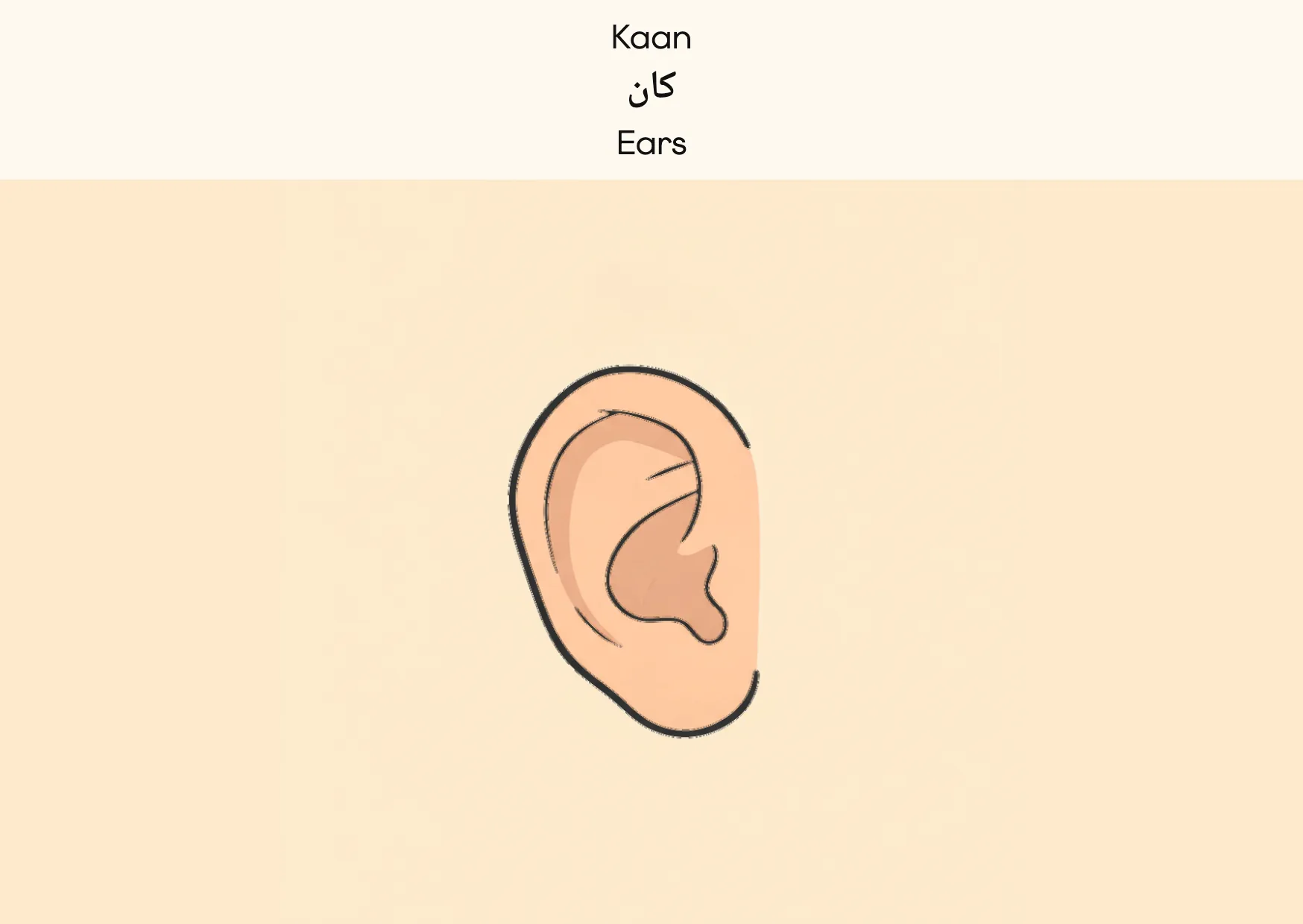 Flashcard: Ears (کان)