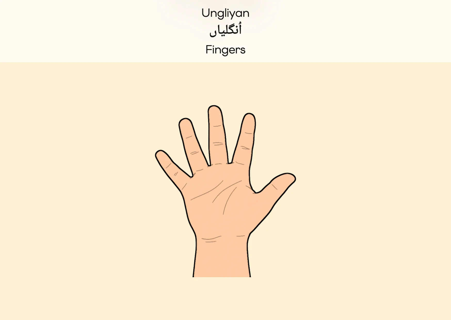 Flashcard: Fingers (اُنگلیاں)