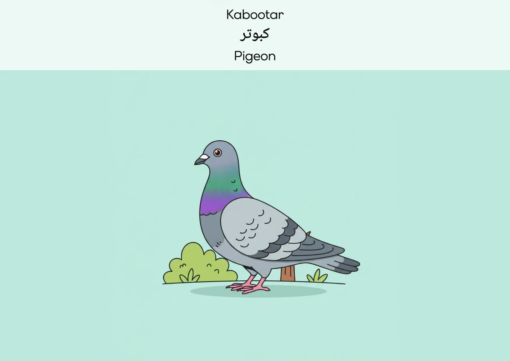 Flashcard: Pigeon (کبوتر)