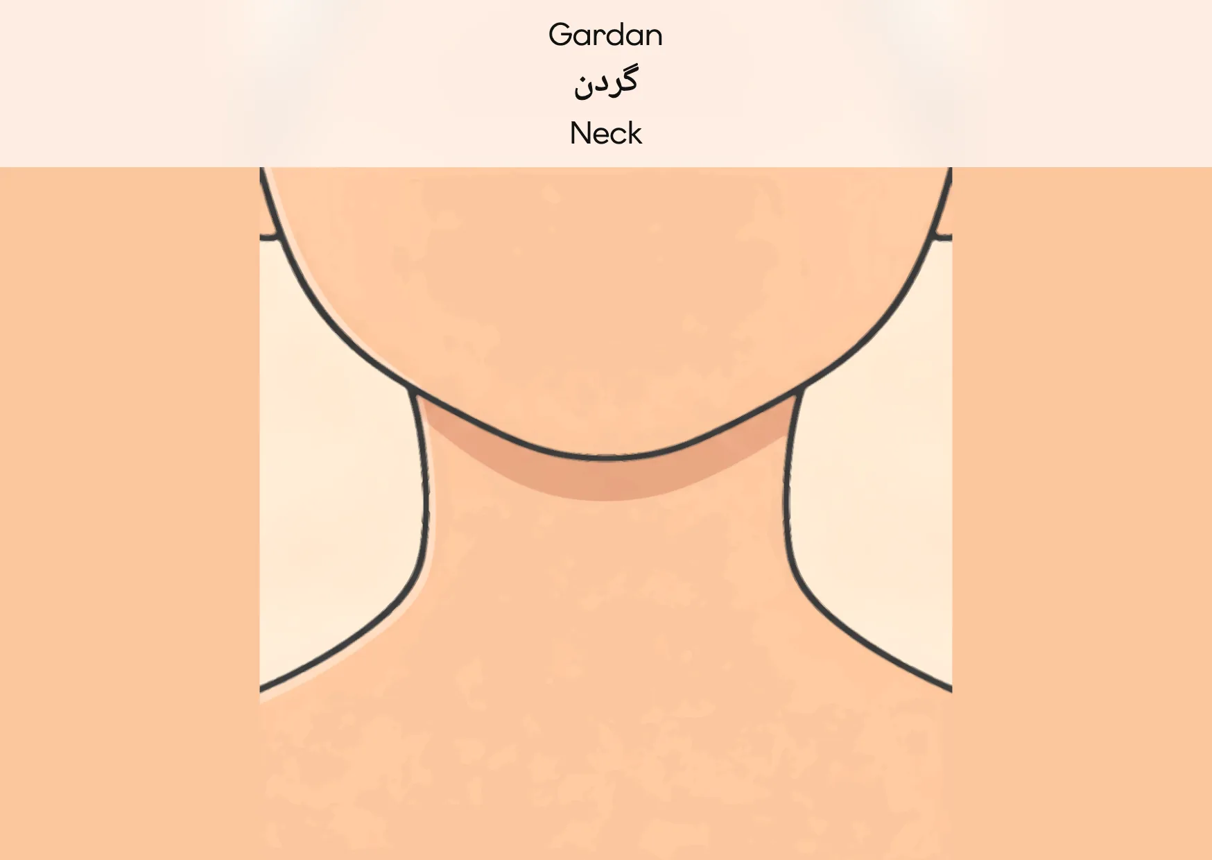 Flashcard: Neck (گردن)